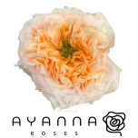 R GR MELON X-PRESSION 50CM (Ayanna)