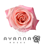 R GR MISS PIGGY 50CM (Ayanna)