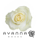 R GR MONDIAL 40CM (Ayanna)