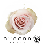 R GR MOTHER OF PEARL 50CM (Ayanna)
