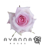 R GR NENA 40CM (Ayanna)