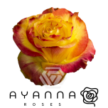 R GR NEWSFLASH 50CM (Ayanna)