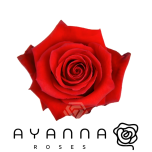 R GR NINA 50CM (Ayanna)
