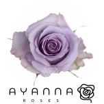 R GR OCEAN SONG 50CM (Ayanna)