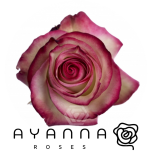 R GR PALOMA 40CM  (Ayanna)