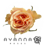R GR PHOENIX 50CM (Ayanna)