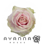 R GR PINK MONDIAL 50CM (Ayanna)