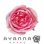 R GR PINK X-PRESSION 40CM (Ayanna)