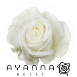 R GR PLAYA BLANCA 50CM (Ayanna)