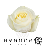 R GR POLO 50CM (Ayanna)