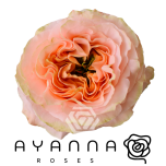 R GR PRINCESS CROWN 40CM  (Ayanna)