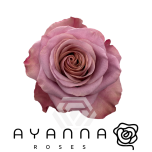R GR PURPLE MOON 50CM (Ayanna)