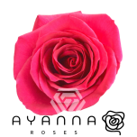 R GR QUEENBERRY 40CM  (Ayanna)