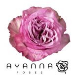 R GR QUEEN´S CROWN 40CM (Ayanna)
