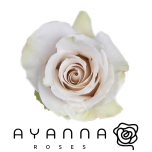 R GR QUICKSAND 50CM (Ayanna)