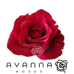 R GR RED PANTHER 50CM (Ayanna)