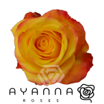 R GR SUMMER LIGHT 40CM  (Ayanna)