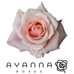 R GR SWEET BLISS 50CM (Ayanna)