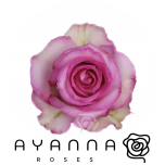 R GR SWEET UNIQUE 50CM (Ayanna)