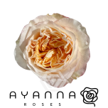 R GR TIE-DYE 50CM (Ayanna)