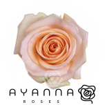 R GR TIFFANY 50CM (Ayanna)