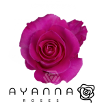 R GR TOPAZ 50CM (Ayanna)