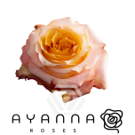 R GR TWILIGHT 40CM (Ayanna)