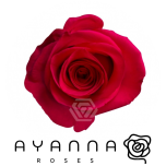 R GR V.I.PINK 50CM (Ayanna)