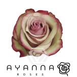 R GR VINTAGE 50CM (Ayanna)