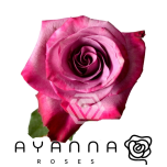 R GR VIOLET HILL 50CM (Ayanna)
