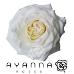 R GR WHITE SHIMMER 50CM (Ayanna)