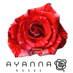 R GR WILDCAT 50CM (Ayanna)