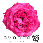 R GR PURPLE CROWN 50CM (Ayanna)