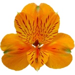 ALSTR ORANGE GYPSY 90CM