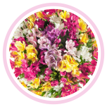 HOLIDAY SPECIAL ALSTR ASSORTED 80CM - Emadepäev/Mother´s Day 2026