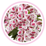 HOLIDAY SPECIAL ALSTR BI-COLOR 80CM - Emadepäev/Mother´s Day 2026