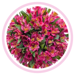 HOLIDAY SPECIAL ALSTR HOT PINK 80CM - Emadepäev/Mother´s Day 2026