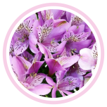 HOLIDAY SPECIAL ALSTR LAVENDER 80CM - Emadepäev/Mother´s Day 2026