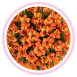 HOLIDAY SPECIAL ALSTR ORANGE 80CM - Emadepäev/Mother´s Day 2026