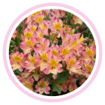 HOLIDAY SPECIAL ALSTR PEACH 80CM - Emadepäev/Mother´s Day 2026