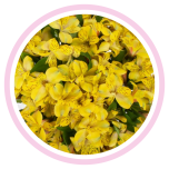 HOLIDAY SPECIAL ALSTR YELLOW 80CM - Emadepäev/Mother´s Day 2026