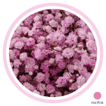 HOLIDAY SPECIAL GYPS PA XLENCE TINTED HOT PINK - Emadepäev/Mother´s Day 2026