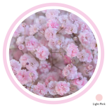 HOLIDAY SPECIAL GYPS PA XLENCE TINTED LIGHT PINK - Emadepäev/Mother´s Day 2026