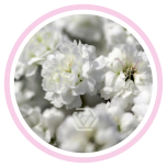 HOLIDAY SPECIAL GYPS PA XLENCE 1000G - Emadepäev/Mother´s Day 2026