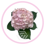 HOLIDAY SPECIAL HYDR. PREMIUM TINTED LIGHT PINK - Emadepäev/Mother´s Day 2026