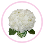 HOLIDAY SPECIAL HYDR. PREMIUM WHITE - Emadepäev/Mother´s Day 2026