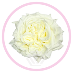 HOLIDAY SPECIAL R ANGEL X-PRESSION 50CM - Emadepäev/Mother´s Day 2026