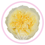 HOLIDAY SPECIAL R ANTONIA GARDENS 50CM - Emadepäev/Mother´s Day 2026