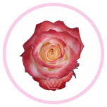 HOLIDAY SPECIAL R CABARET 50CM - Emadepäev/Mother´s Day 2026