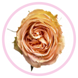 HOLIDAY SPECIAL R COUNTRY HOME 50CM - Emadepäev/Mother´s Day 2026